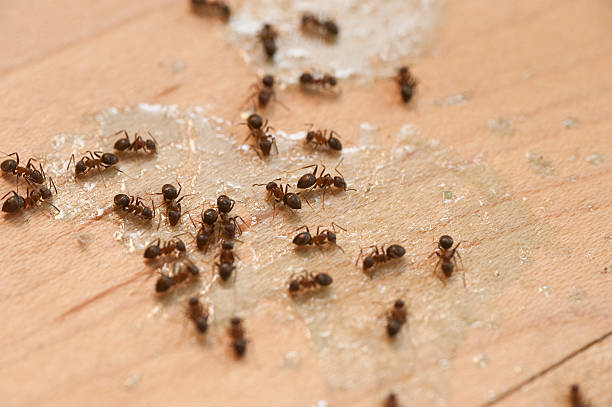 Professional Pest Control in Holmen, WI