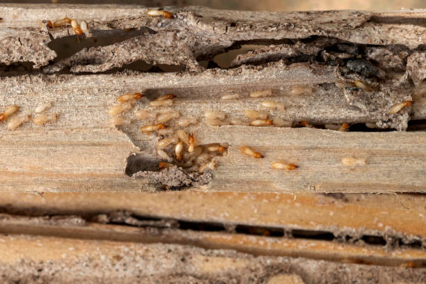 Best Wasp Removal Services  in Holmen, WI