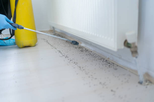 Best Emergency Pest Control  in Holmen, WI
